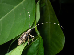 Acalolepta permutans