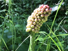 Amorphophallus konjac