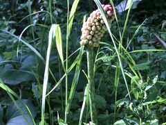 Amorphophallus konjac