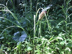 Amorphophallus konjac