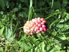 Amorphophallus konjac