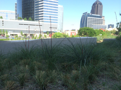 Hesperaloe parviflora