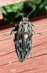 Chalcophora angulicollis