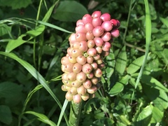 Amorphophallus konjac