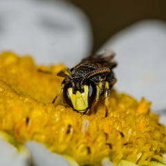 Hylaeus affinis