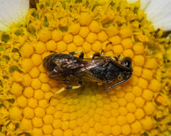 Hylaeus affinis