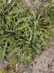 Capsella bursa-pastoris