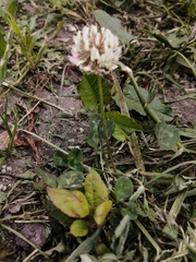 Trifolium repens