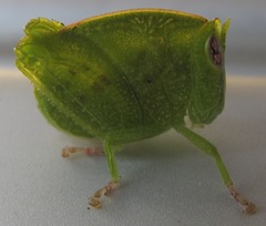 Plagiotriptus hippiscus