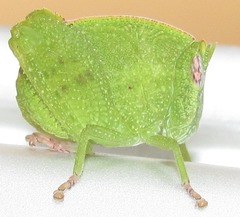 Plagiotriptus hippiscus