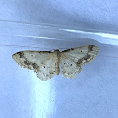Idaea trigeminata