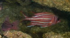 Sargocentron rubrum
