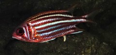 Sargocentron rubrum