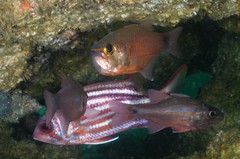 Sargocentron rubrum