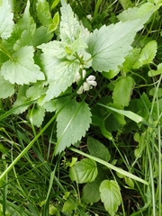 Lamium album