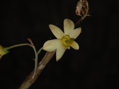 Dendrobium ovatum
