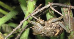Eugasteroides