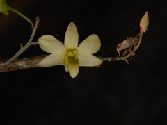 Dendrobium ovatum