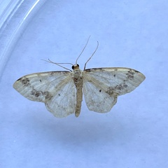 Idaea trigeminata