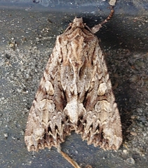 Apamea monoglypha