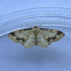 Idaea trigeminata