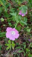 Malva punctata