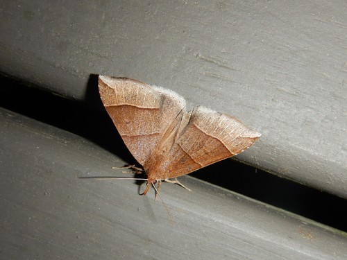 Maple Looper Moth photo 4