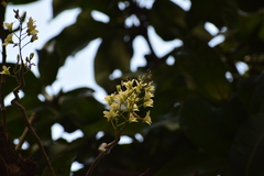 Dendrobium ovatum