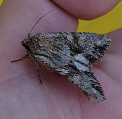 Apamea monoglypha