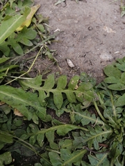 Capsella bursa-pastoris