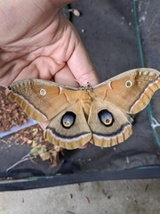 Antheraea polyphemus