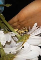 Paramantispa decorata