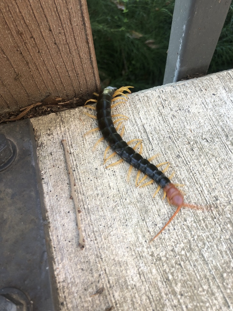 Giant Desert Centipede from Tuleta Dr, San Antonio, TX, US on June 25