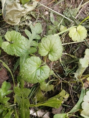 Glechoma hederacea