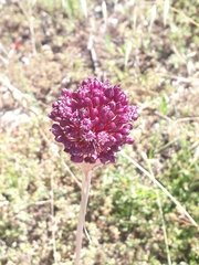 Allium ampeloprasum