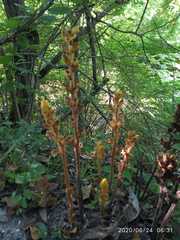 Orobanche laxissima
