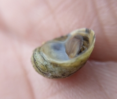 Theodoxus fluviatilis