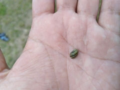 Theodoxus fluviatilis