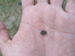 Theodoxus fluviatilis