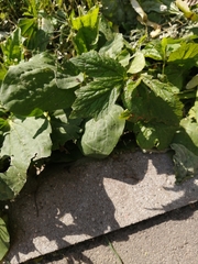 Plantago major