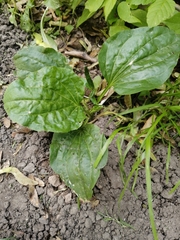 Plantago major