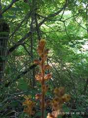 Orobanche laxissima