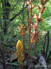 Orobanche laxissima