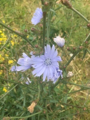 Cichorium intybus