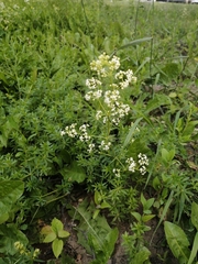 Galium mollugo