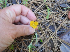 Calochortus monophyllus
