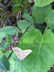 Petrophora subaequaria