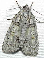 Acronicta ovata
