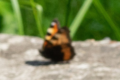 Aglais urticae