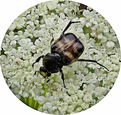 Lasiotrichius succinctus